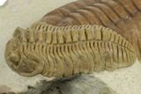 Rare Estoniops & Asaphus Lesnikova Trilobites - Russia #191295-5